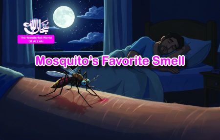 Mosquito's Favorite Smell